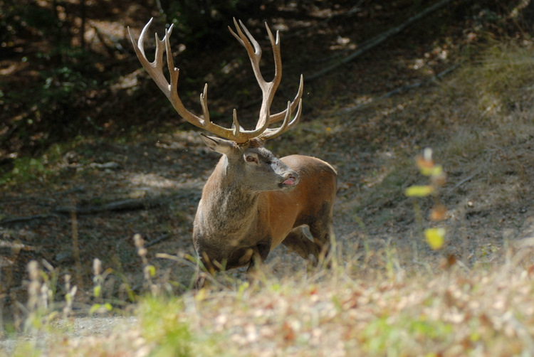 PASSIONE PER IL CERVO